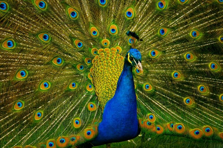 14 of the Best Looking Animals on the Planet