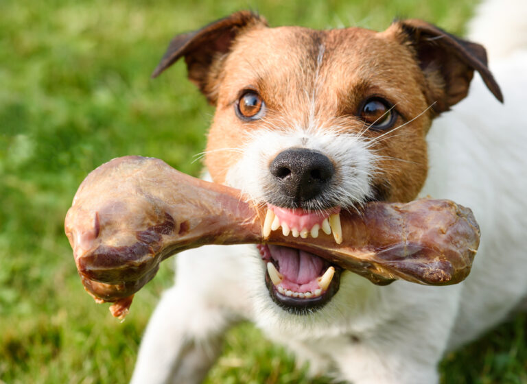 14 Things You Don’t Realize Your Dog Actually Hates With A Passion
