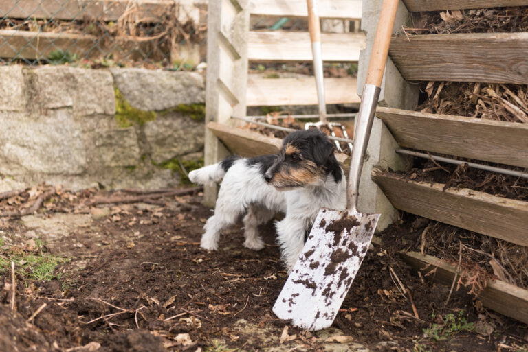 The Benefits of Composting Pet Waste and How to Do It Right
