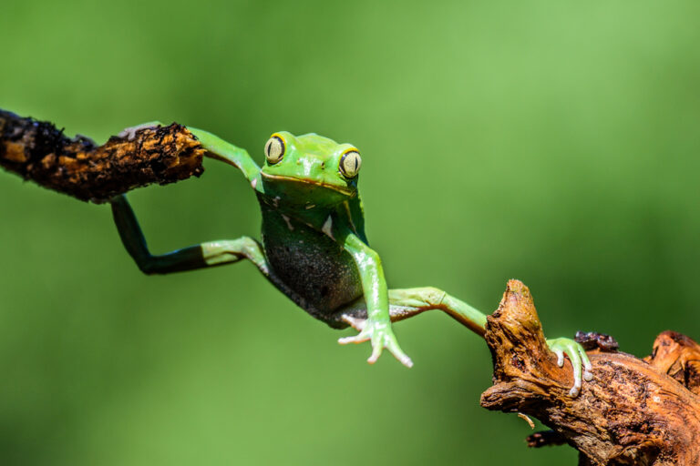 How to Build a Mini Pond to Attract Frogs and Other Wildlife