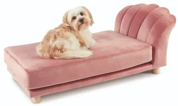 14 ‘Ridiculous’ Things Pet Owners Waste Their Money On
