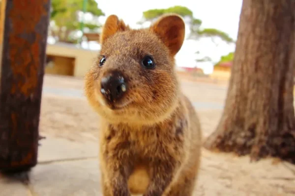 13 Adorable Animals That Are Way More Savage Than They Look