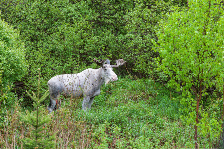 13 Rare Animal Sightings That Will Send Shivers Down Your Spine