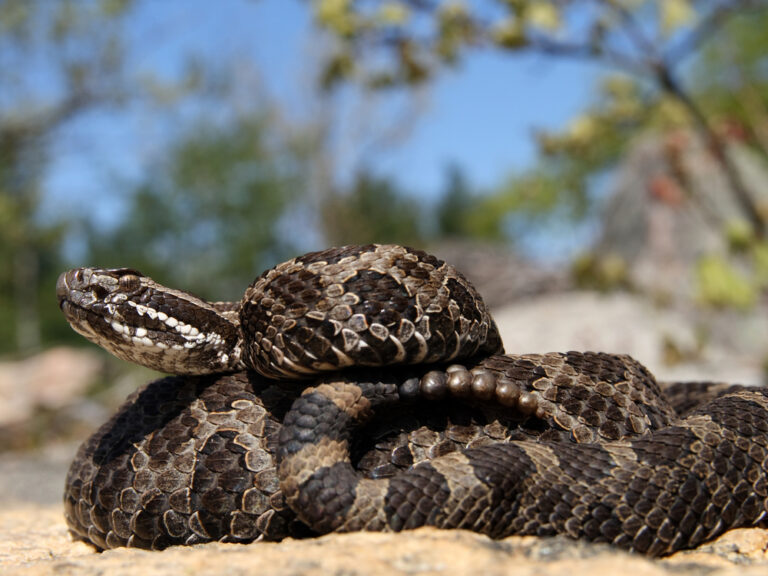 If A Snake Ends Up Inside Your Home, Experts Say Avoid These Mistakes