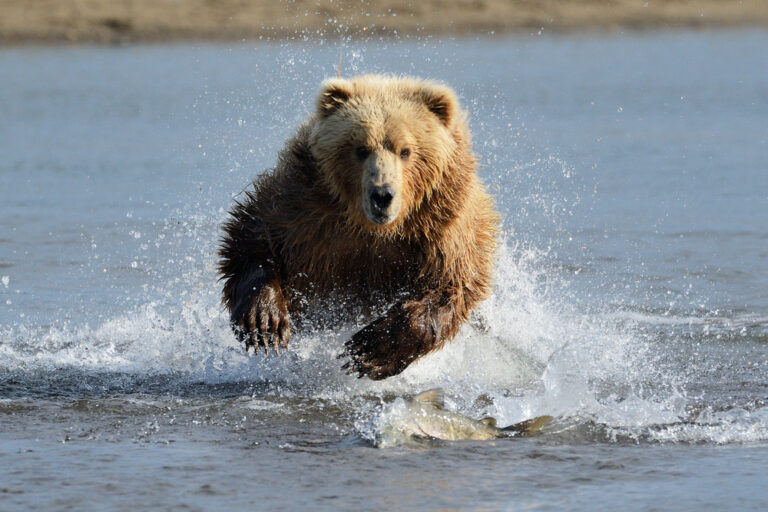 13 of the Worst Grizzly Bear Attacks in the U.S.