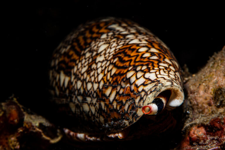 15 Creatures That Kill Without Chasing