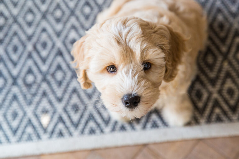 10 Irresistible Poodle Mixes & Why Everyone Wants This Trendy Dog