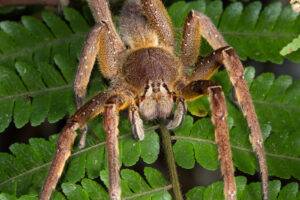 13 Dangerous Creepy Crawlies that Will Make Your Skin Crawl