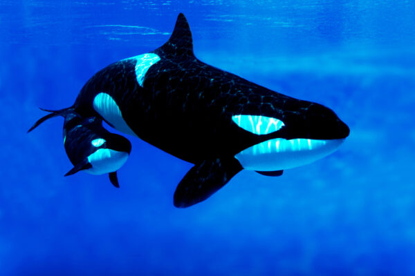 13 Times Whales Shocked Scientists With Their Unexpected Behavior