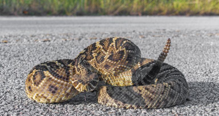 Meet America’s Most Venomous & Deadly Animals