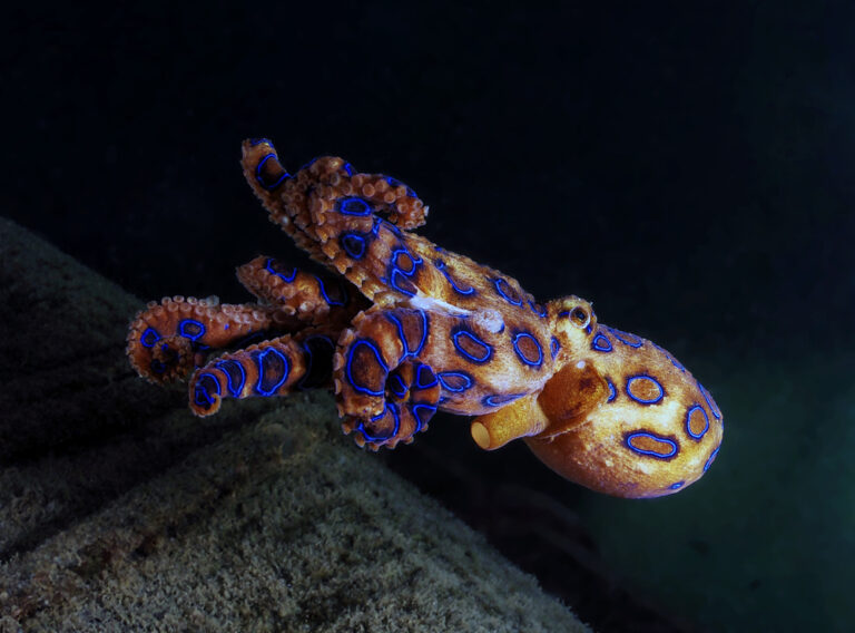 13 Magnificent Brightly Colored Animals That Are Actually Super Dangerous