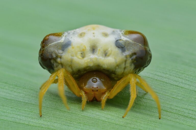 These Deadly Animals Use the Most Bizarre Tactics to Hunt