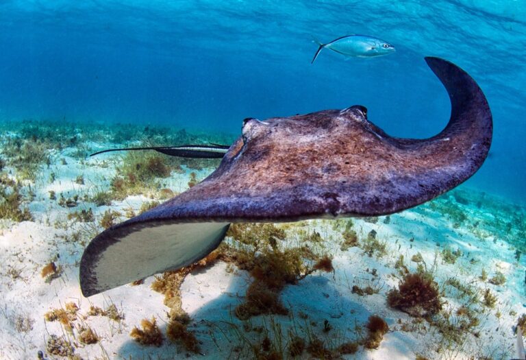 13 Fascinating & Completely Terrifying Facts About Stingrays