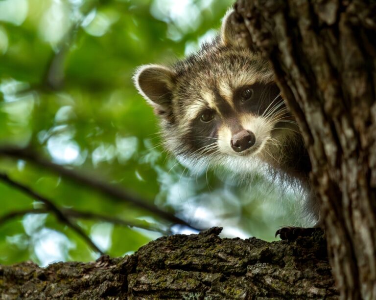 15 Animals That Will Invade Your Campsite (And How to Stop Them)