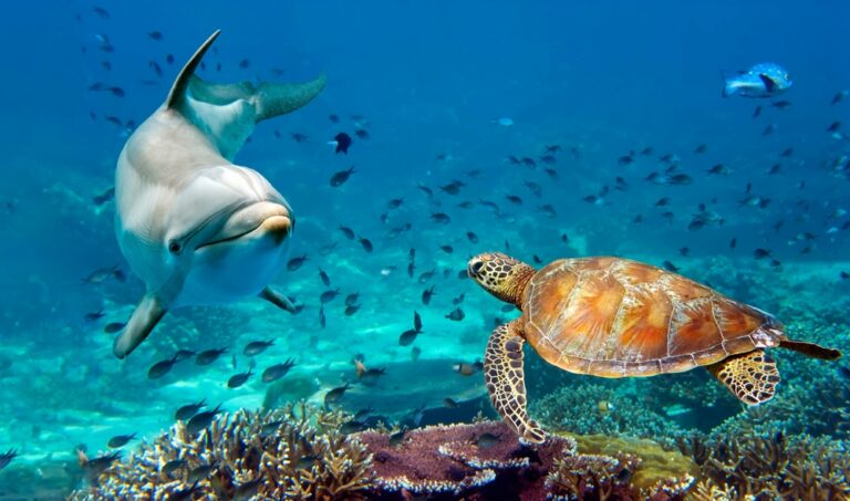 15 Things You Didn’t Know About The Dark Side Of Dolphins