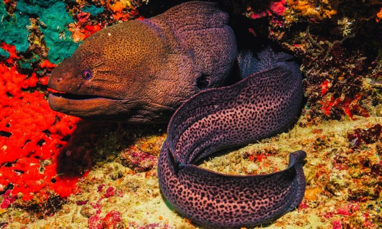 13 Animals That Have Unbelievable Superpowers