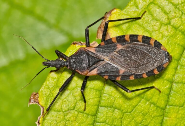 13 Harmless-Looking Insects That Could End Your Life