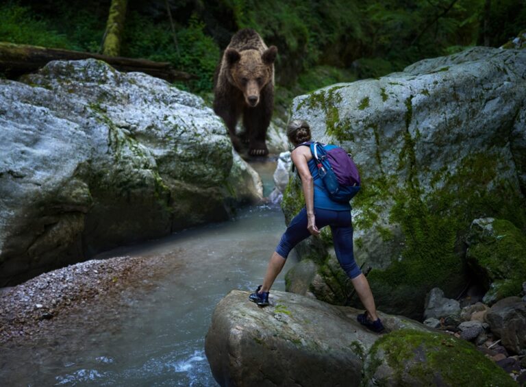 14 Things You Should Never Do If You See A Wild Bear