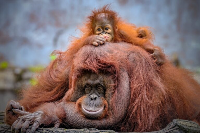 15 Signs Us Humans May Have Actually Descended from Monkeys