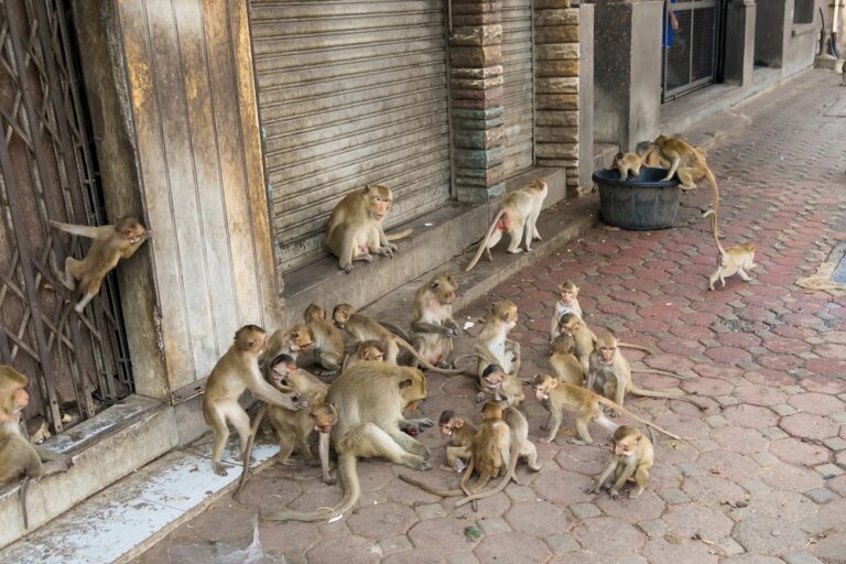 14 Times Wildlife Took Over Entire Cities and Terrified Residents