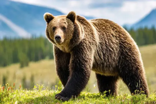 10 Awe-Inspiring & Terrifying Facts About Grizzly Bears