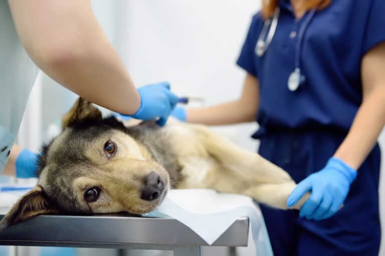 15 of the Most Shocking Animal Rescues That Will Break Your Heart