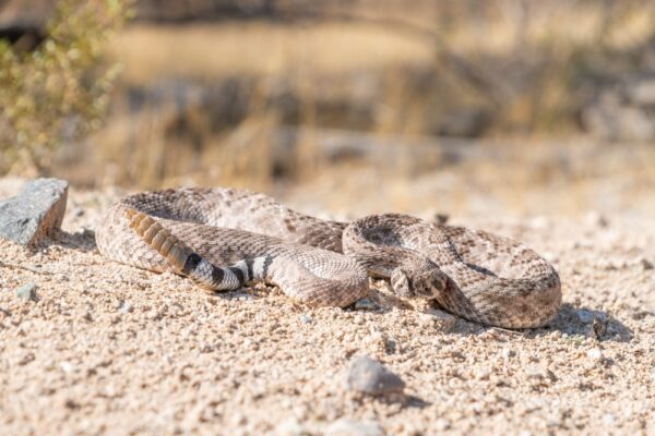 14 U.S States Overrun With Rattlesnakes—And Why