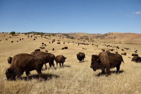 14 U.S. Vacation Spots Where “Wildlife Encounters” Are A Little Too Real
