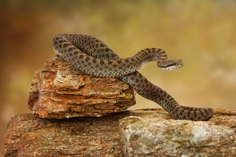 12 States Where Snake Bites Are Most Common