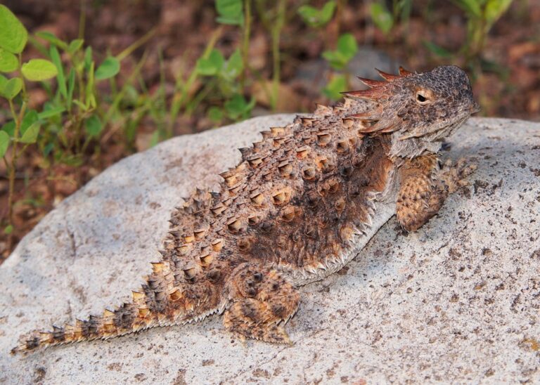 10 Of The Creepiest Animal Defense Mechanisms That Will Make You Squirm