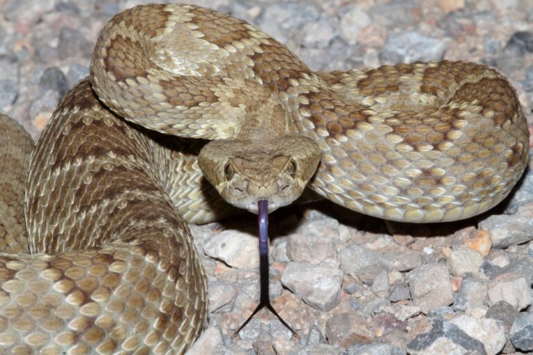 Warning: These U.S. States Are Crawling with Rattlesnakes