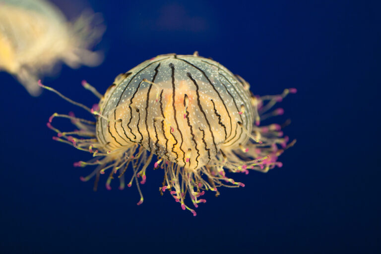 12 Creepy Ways Marine Life is Trying to Survive the Effects Of Climate Change
