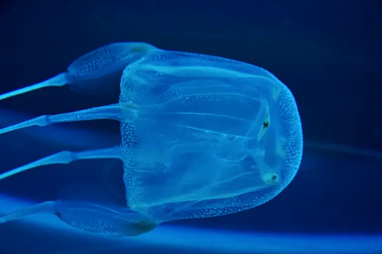 14 Underwater Predators That Are More Dangerous Than Sharks
