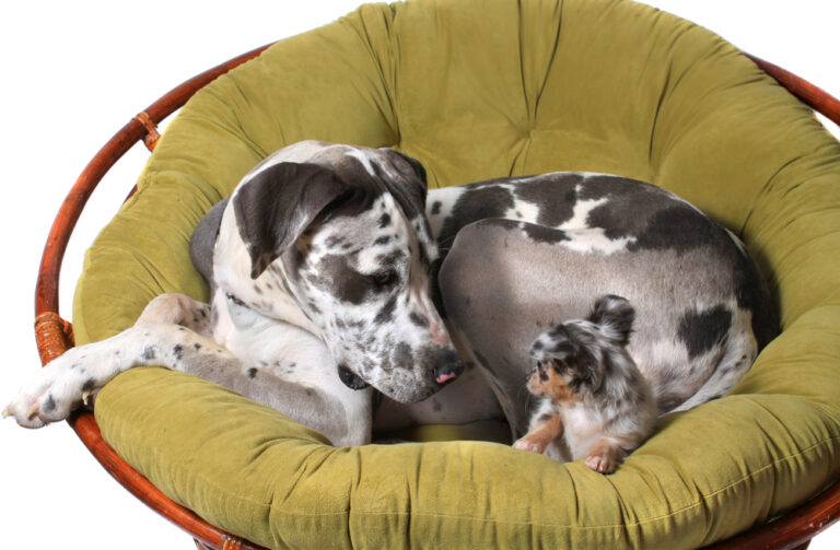 13 Household Triggers Giving Your Dog Allergies & Making Them Sick