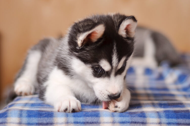 13 Quirks Of Pet Behavior That Are Actually Major Red Flags