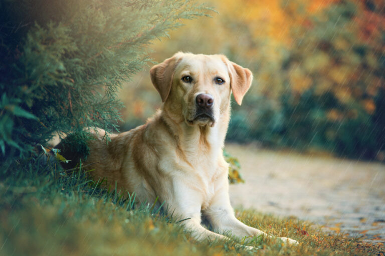 14 Times Gentle Beloved Family Dogs Attacked Young Children With Devastating Consequences