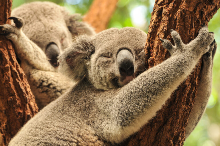 12 Perculiar Creatures That Literally Sleep Their Life Away