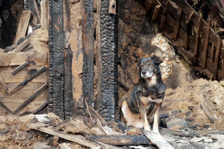 13 Devastating Ways Pets And Wild Animals Are Impacted During the L.A. Wildfires