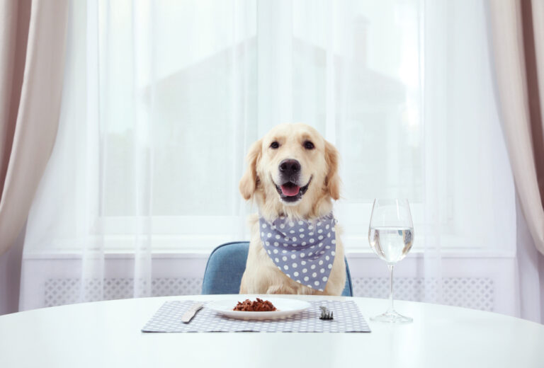 15 Outrageously Extravagant Ways People Spoil Their Dogs Rotten