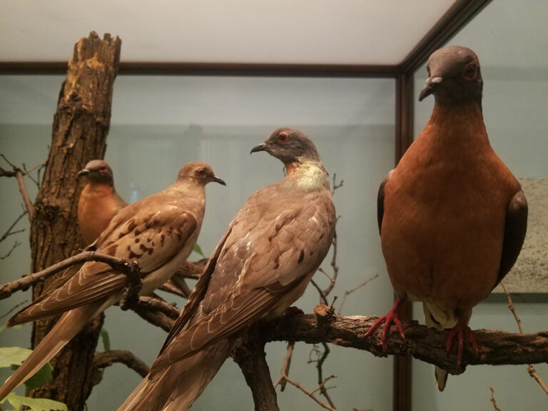 13 Species That Vanished Faster Than Expected