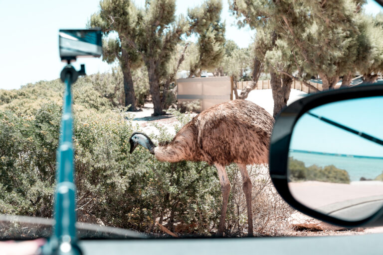 13 Times Wild Animal Selfies Went Terribly Wrong