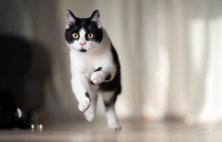14 Cat Quirks That Reveal Their Secret Personality