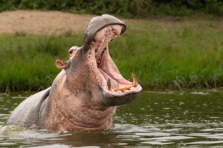 12 Deadly African Safari Attacks On Humans That Should Never Have Happened