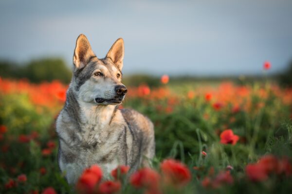 13 Reasons You Act Like A Lone Wolf Around Your Friends