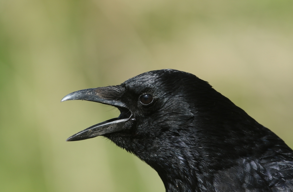 A,Head,Shot,Of,A,Calling,Wild,Carrion,Crow,,Corvus