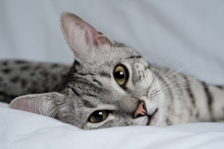 12 Creepy Cat Behaviors That Will Give You Goosebumps