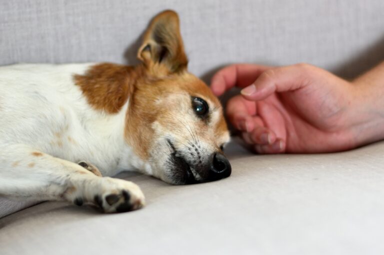 15 Warnings Your Dog Is Dying That Are Easy To Miss