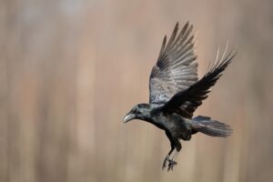 The Shocking Truth About How Crows Plan And Plot Revenge – earthanimals