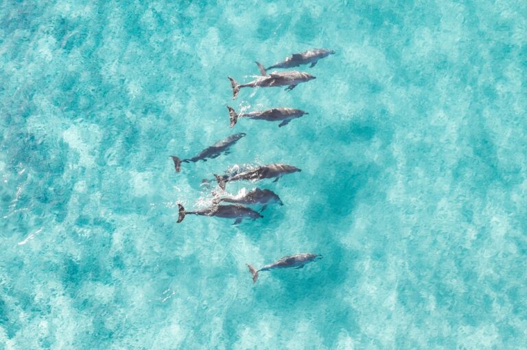 Bizarre Animal Behaviors That Reveal The Environment Is In Big Trouble