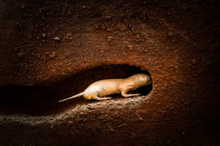 These Animals Survive By Literally Turning Off Their Pain
